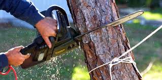 Best Tree Cabling and Bracing  in Swartz Creek, MI