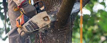 Best Tree Risk Assessment  in Swartz Creek, MI