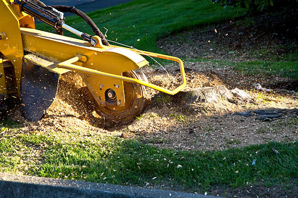 Best Aeration Services  in Swartz Creek, MI