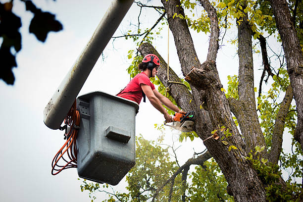 Best Seasonal Cleanup (Spring/Fall)  in Swartz Creek, MI