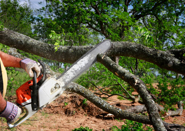 Why Choose Our Tree Removal Services in Swartz Creek, MI?